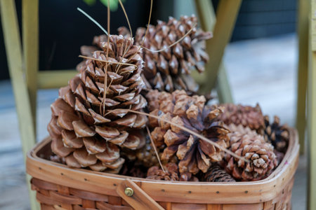 large pine cones in a basket, autumn still life. High-quality photoの写真素材