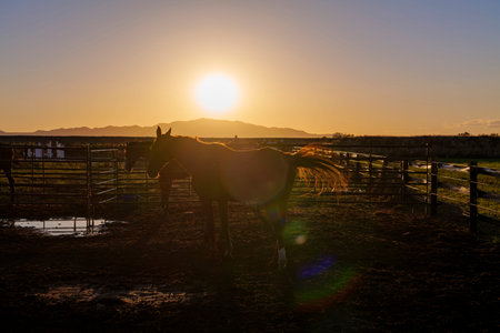 Bay Horse Standing on the farm, Split Rail metal fence in a pasture, mountain view in the...