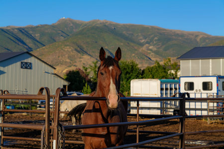 Bay Horse Standing at Split Rail metal fence in a pasture, mountain view in the background....