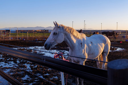 Bay Horse Standing on the farm, Split Rail metal fence in a pasture, mountain view in the...