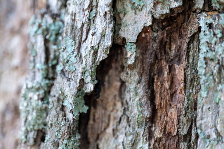 Selective focus of wood bark. High quality photo