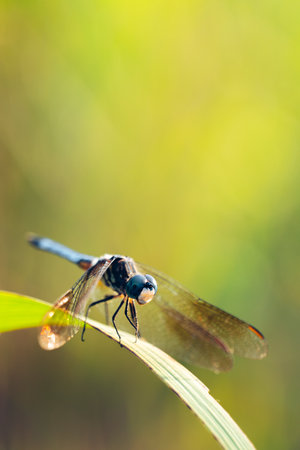 Close-Up Dragonfly: A Fascinating Macro View of Natures Beauty. High quality photoの写真素材