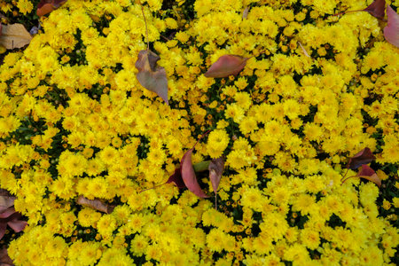 Chrysanthemums flower in the garden. High quality photoの写真素材