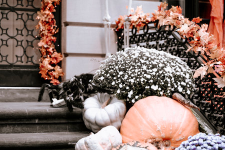 Autumn pumpkins decorated in front door on the steps. Halloween decorations outside. Empty space. High quality photoの写真素材
