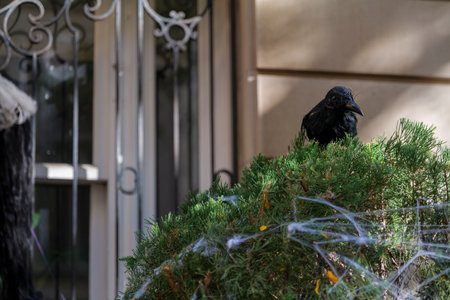 Halloween creepy decorations on front of the building in New York City. High quality photoの写真素材