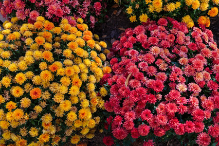 Chrysanthemums flower in the garden. High quality photo