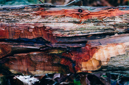 Creative brown wood texture hewn with an ax. High-quality photoの写真素材