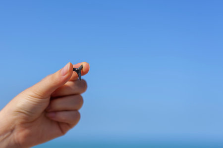 Close up of hand holding shark tooth against sandy Gulf coast background with sea horizon. High quality photoの写真素材