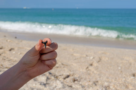 Close up of hand holding shark tooth against sandy Gulf coast background with sea horizon. High...