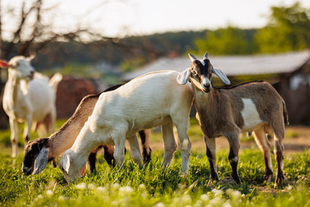 Cattle farming. Domestic goats in the eco farm. Goats eat fresh hay or grass on ecological pasture on a meadow. Farm livestock farming for the industrial production of goat milk dairy productsの素材 [FY310200991463]