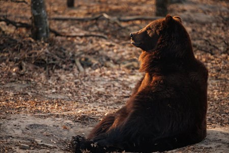 Brown bear. Wildlife. Wild animals. Fauna.の写真素材