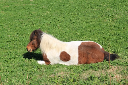 Horseの写真素材