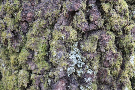 Tree bark backgroundの写真素材