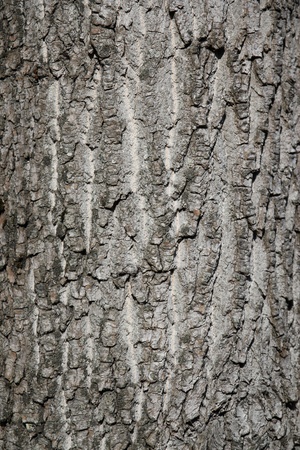Tree bark backgroundの写真素材
