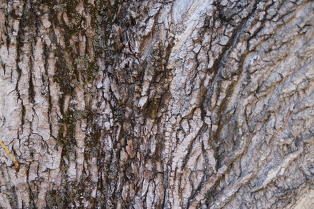 Tree bark backgroundの写真素材