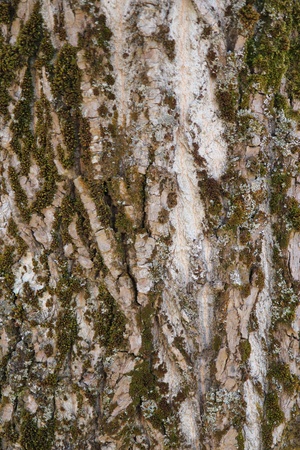 Tree bark backgroundの写真素材
