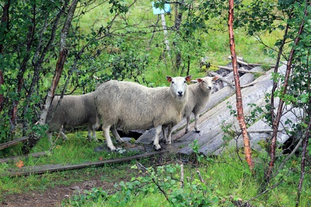 sheepの写真素材