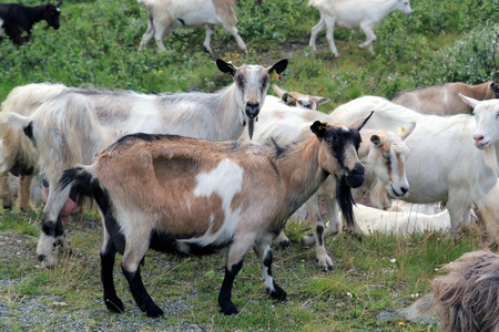 goatのeditorial素材