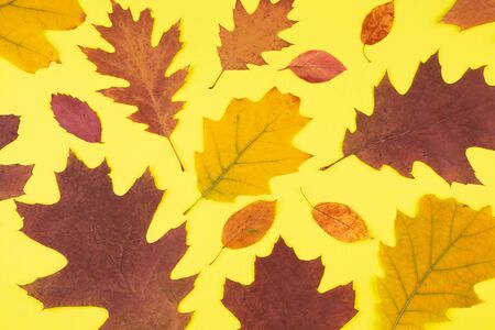 Close-up of dry autumn leaves on a yellow background. Autumn ornament.の写真素材
