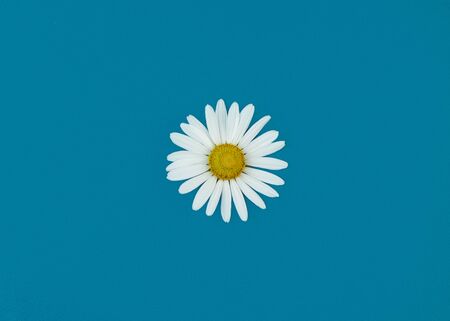 Single daisy flower in the center on a blue background. Top view, closeupの写真素材