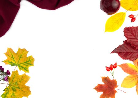 Dry colorful leaves on a white background. Minimalist autumn composition. Copy space.の写真素材