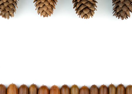 Oak acorns in lines top view. Nature colors of oak seeds. Isolated oak acorns on white background.の写真素材