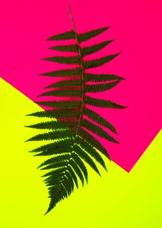Green fern branches on multi-colored background. Pop-op style. Flat lay, top view.の写真素材