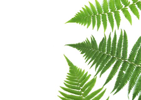 シダ植物の写真 イラスト素材一覧 67 444件 ストックフォトのamanaimages Plus