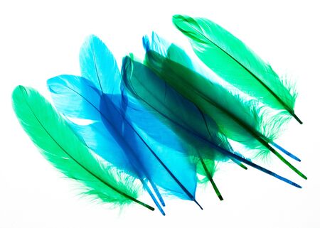 Multi-colored feathers isolated on a white background. Trendy colors.の写真素材