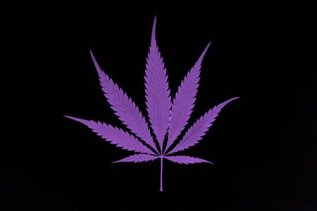 Cannabis leaf isolated on black background. Trendy color neon pinkの写真素材