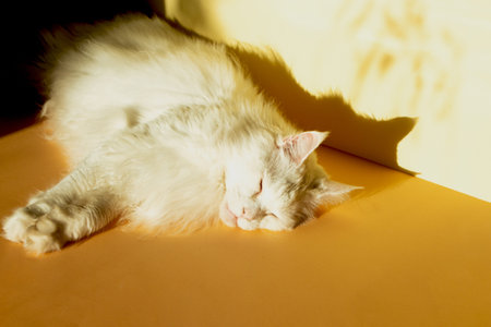 White Maine Coon cat lying with his eyes closed in the sunlight opposite the window. Dark shadows on the wall.の写真素材
