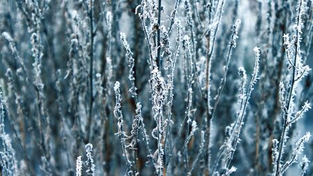 Dry grass covered with fragile hoarfrost in cold winter day.の写真素材