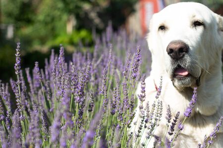 A dog of the breed Alabai sits in the lavender field. Selective focus on the dogs nose.の写真素材