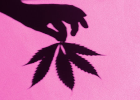 Human hand holds a leaf of marijuana casts a shadow on a colored background. Cannabis leaf.
