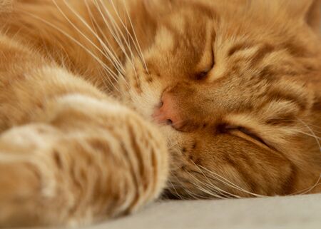 Red Maine Coon Cat Sleepping sweet on sofa.の写真素材