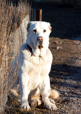 Central asian shepherd dog. White Alabai sits near a fence in the yard. Protects the territory....