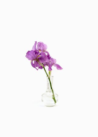 Still life with a beautiful fresh spring flower purple Iris in a glass vase bottle isolated on white background.の写真素材