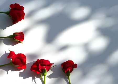Creative layout made with red roses flowers on white background. Flat lay. Summer minimal concept with light and with hard shadows.の写真素材