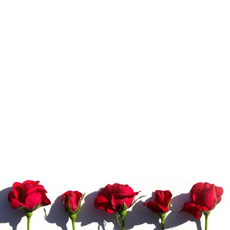 Creative layout made with red roses flowers on white background. Flat lay. Summer minimal concept with light and with hard shadows.の写真素材