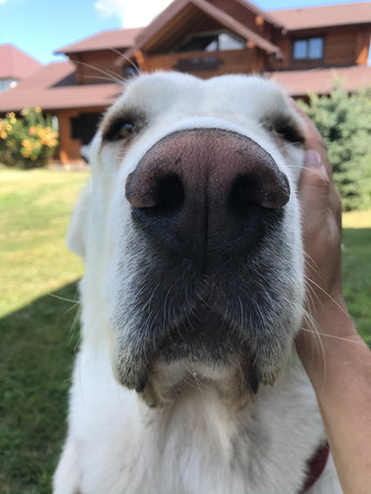 The portrait of cute central asian shepherd dog. Black Canine wet nose close up.