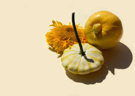 Set of pumpkin family vegetables on yellow background. Pumpkin, squash, zucchini. Copy space, top view, flat lay. Minimal autumn vegetable concept.の写真素材