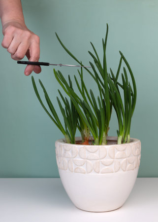 Fresh green chives in ceramic pot. Home garden on sill. Home-grown natural remedy for...