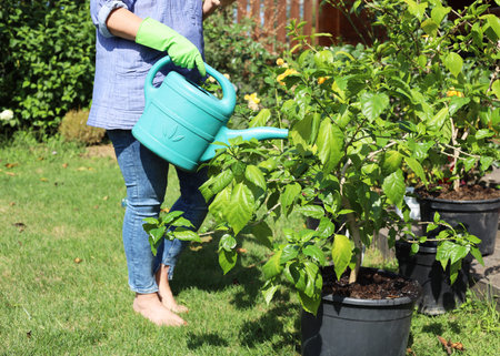 Gardening in summer, woman watering potted flowers from a watering can in the garden
