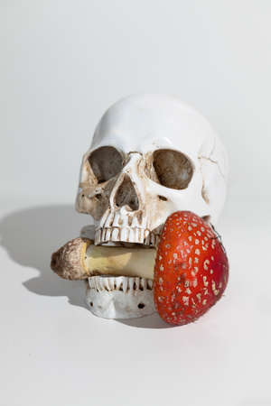 Fly agaric poisonous mushrooms in the jaw of the skull. Amanita microdosing is the consumption of dried mushrooms in a literally microscopic dosage.の写真素材