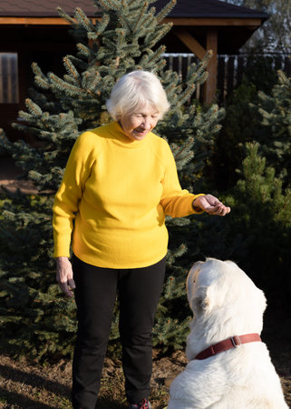 Attractive gray-haired 85 year old woman plays with big dog. Warm autumn day in the garden for...