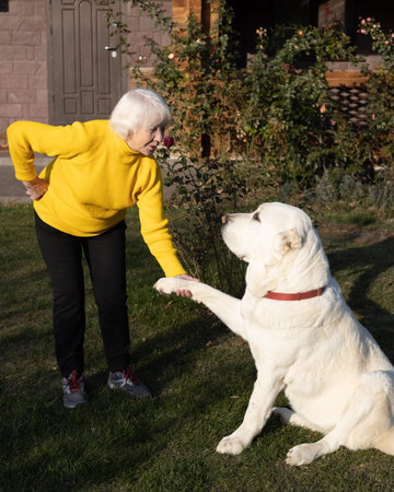 Attractive gray-haired 85 year old woman plays with big dog. Warm autumn day in the garden for...