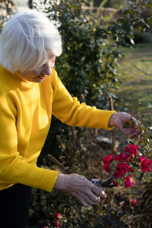 An attractive gray-haired 85-year-old woman in a yellow sweater is cutting roses in garden. Autumn pruning of plants.の写真素材