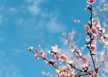 Apricot blossoms in full bloom with beautiful pink petals against blue sky background.の写真素材