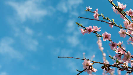 Apricot blossoms in full bloom with beautiful pink petals against blue sky background.の写真素材