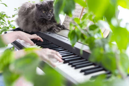 Womens hands play the piano. The hands froze on the keys of the synthesizer. Home music making, relaxation. Biophilic interior design. Lots of houseplants.の写真素材